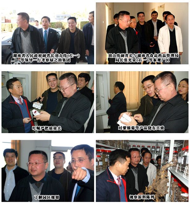 湖南省人民政府副省長劉力偉一行考察綠之韻集團