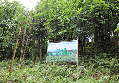 綠之韻多花黃精種植基地